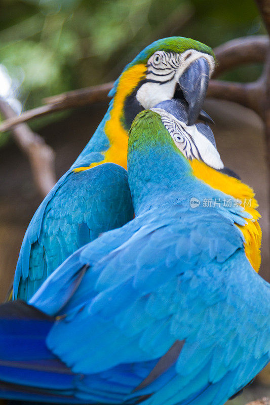 Foz do Iguaçu，热带鸟类